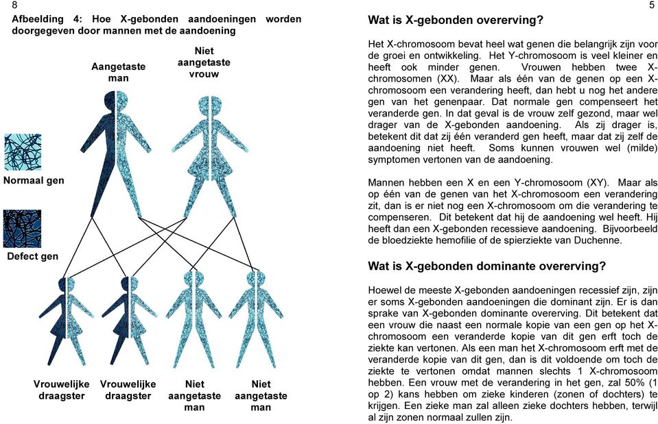 Maar als één van de genen op een X- chromosoom een verandering heeft, dan hebt u nog het andere gen van het genenpaar. Dat normale gen compenseert het veranderde gen.