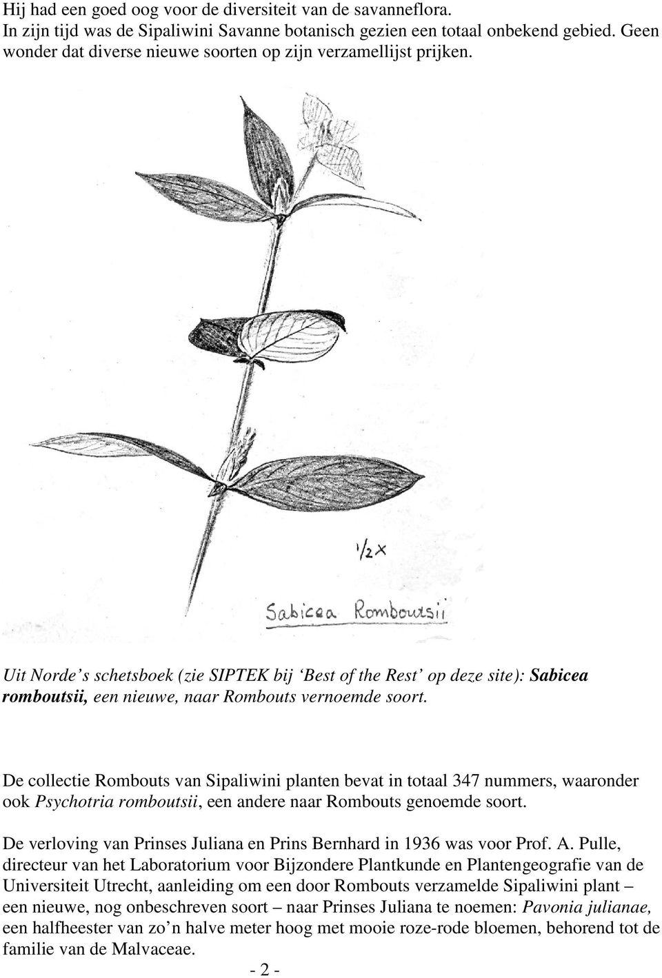 Uit Norde s schetsboek (zie SIPTEK bij Best of the Rest op deze site): Sabicea romboutsii, een nieuwe, naar Rombouts vernoemde soort.