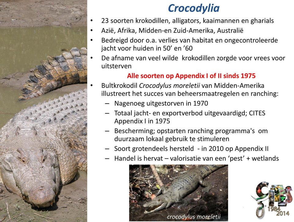 ligators, kaaimannen en gharials Azië, Afrika, Midden-en Zuid-Amerika, Australië Bedreigd door o.a. verlies van habitat en ongecontroleerde jacht voor huiden in 50 en 60 De afname van