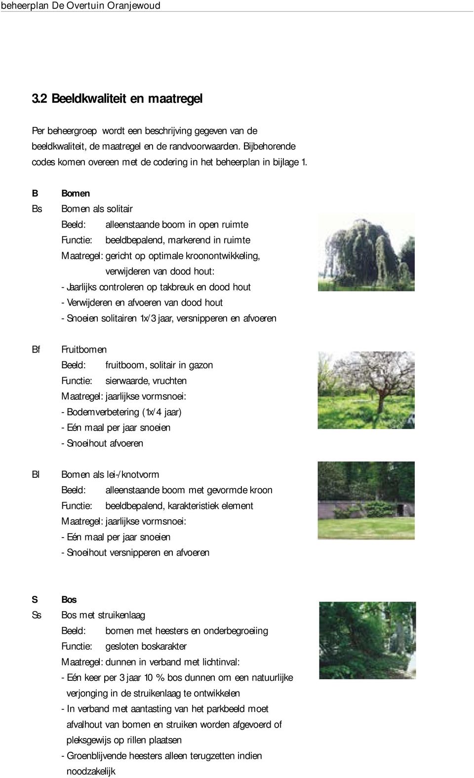 B Bs Bomen Bomen als solitair Beeld: alleenstaande boom in open ruimte Functie: beeldbepalend, markerend in ruimte Maatregel: gericht op optimale kroonontwikkeling, verwijderen van dood hout: -