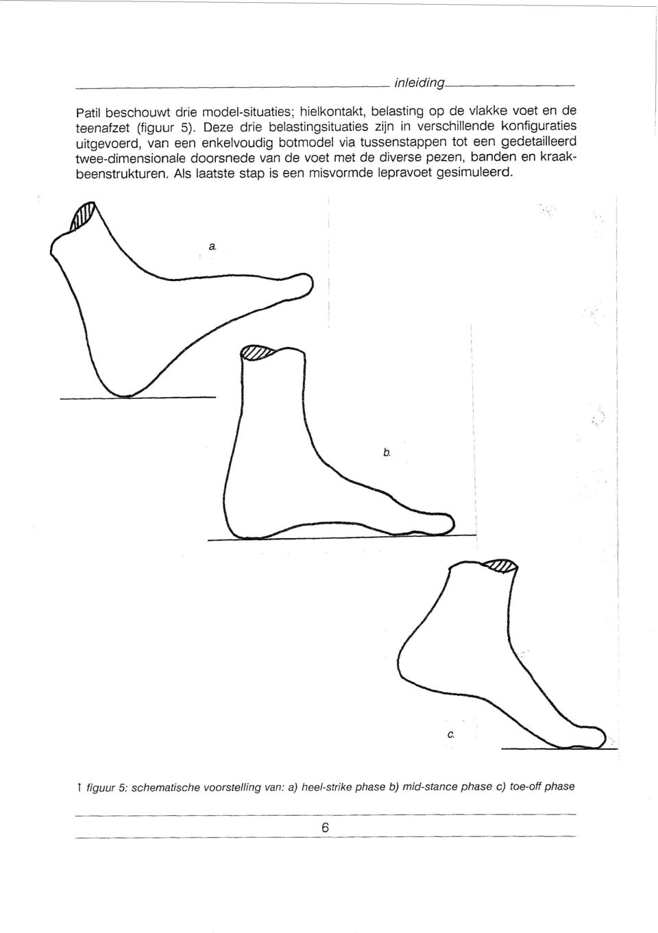 een gedetailleerd twee-dimensionale doorsnede van de voet met de diverse pezen, banden en kraakbeenstrukturen.
