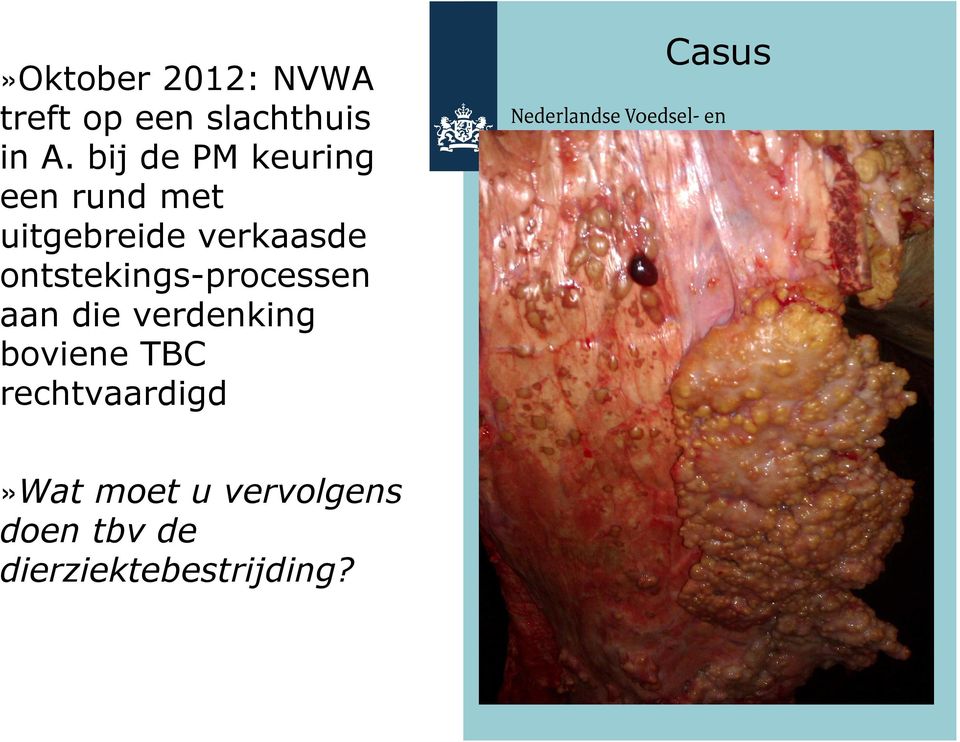 ontstekings-processen aan die verdenking boviene TBC