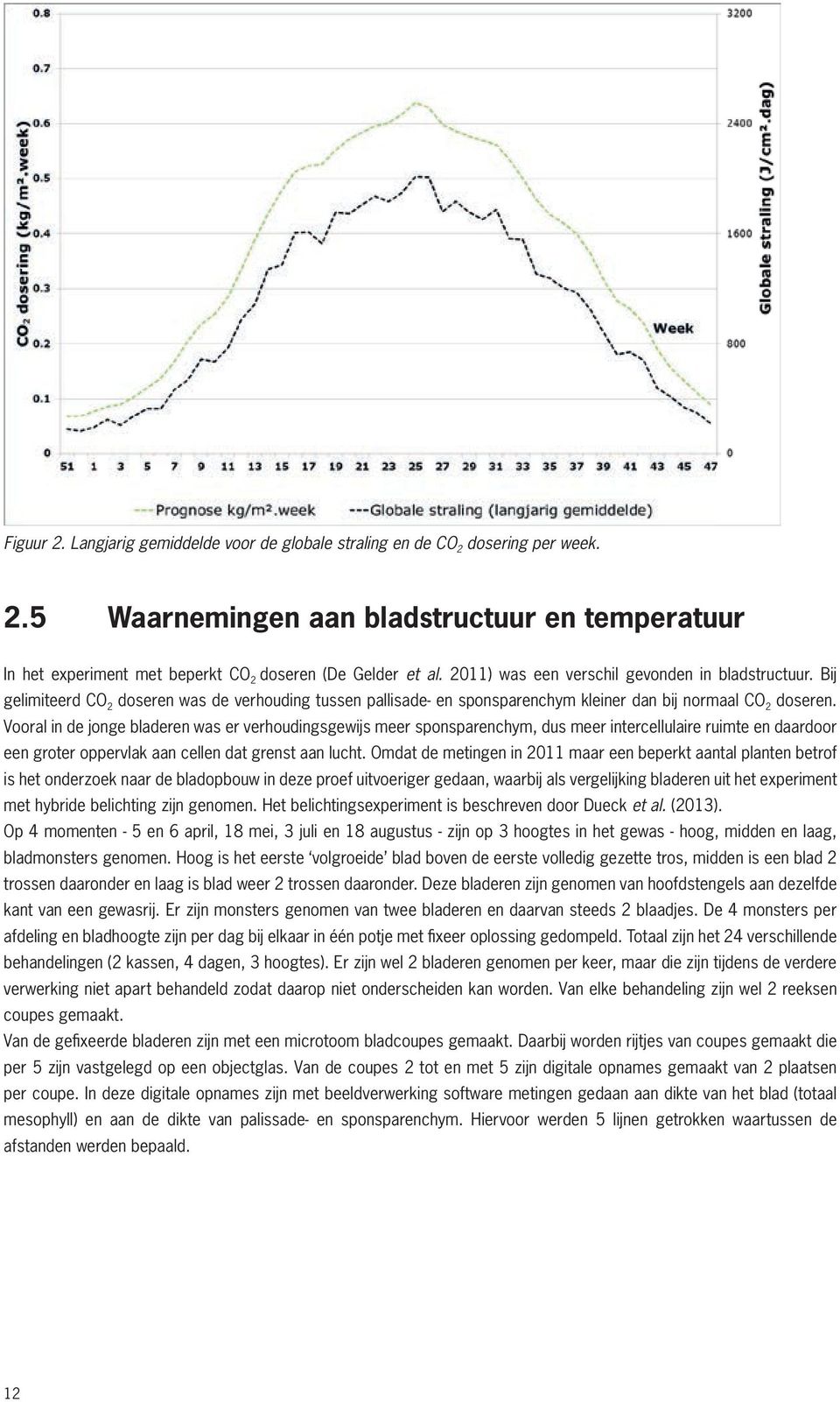 Vooral in de jonge bladeren was er verhoudingsgewijs meer sponsparenchym, dus meer intercellulaire ruimte en daardoor een groter oppervlak aan cellen dat grenst aan lucht.