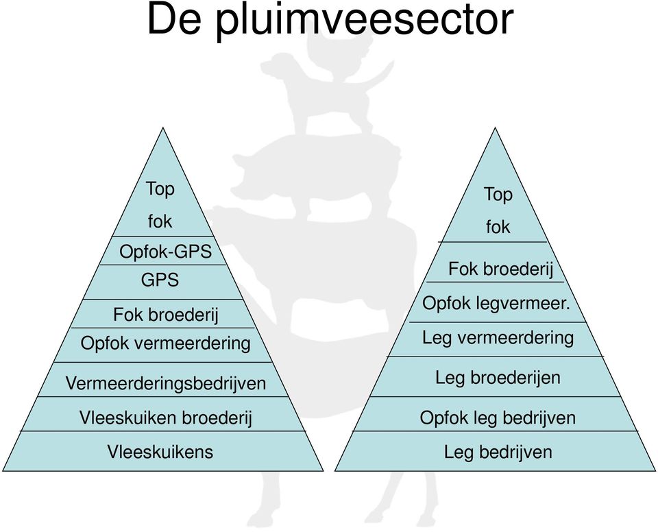 Vleeskuikens Top fok Fok broederij Opfok legvermeer.