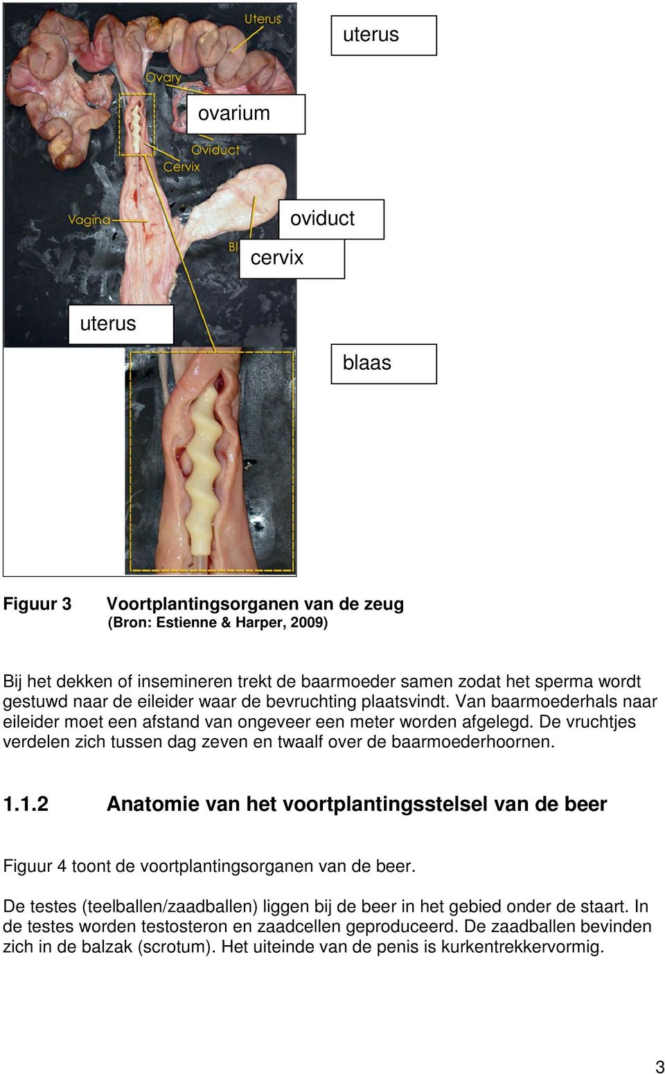 De vruchtjes verdelen zich tussen dag zeven en twaalf over de baarmoederhoornen. 1.1.2 Anatomie van het voortplantingsstelsel van de beer Figuur 4 toont de voortplantingsorganen van de beer.