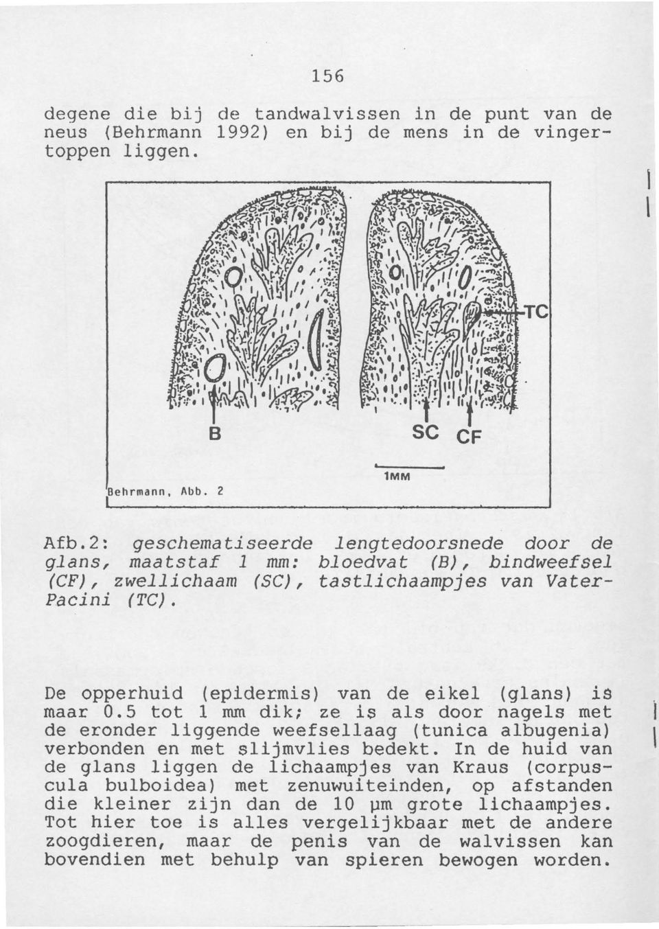 De opperhuid (epidermis) van de eikel (glans) is maar 0.5 tot 1 mm dik; ze i8 als door nagels met de eronder liggende weefsellaag (tunica albugenia) verbonden en met slijmvlies bedekt.