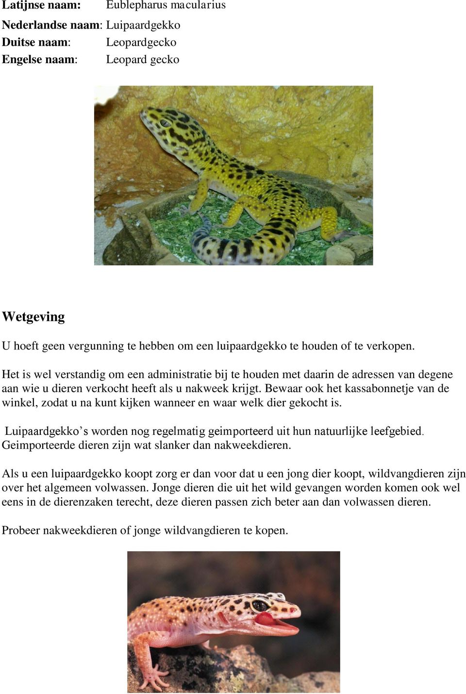 Bewaar ook het kassabonnetje van de winkel, zodat u na kunt kijken wanneer en waar welk dier gekocht is. Luipaardgekko s worden nog regelmatig geimporteerd uit hun natuurlijke leefgebied.