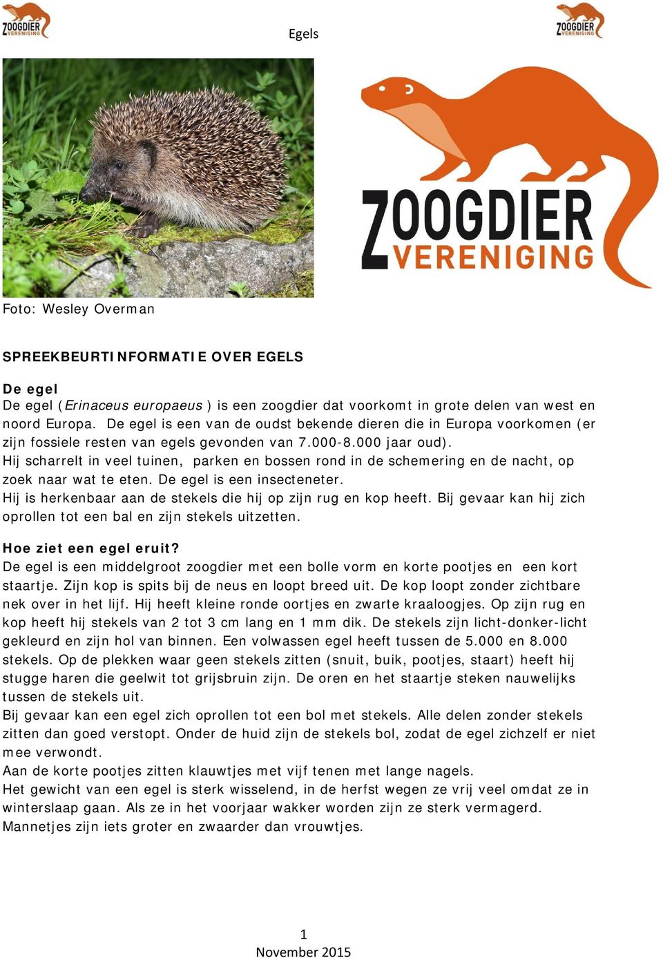 Hij scharrelt in veel tuinen, parken en bossen rond in de schemering en de nacht, op zoek naar wat te eten. De egel is een insecteneter.