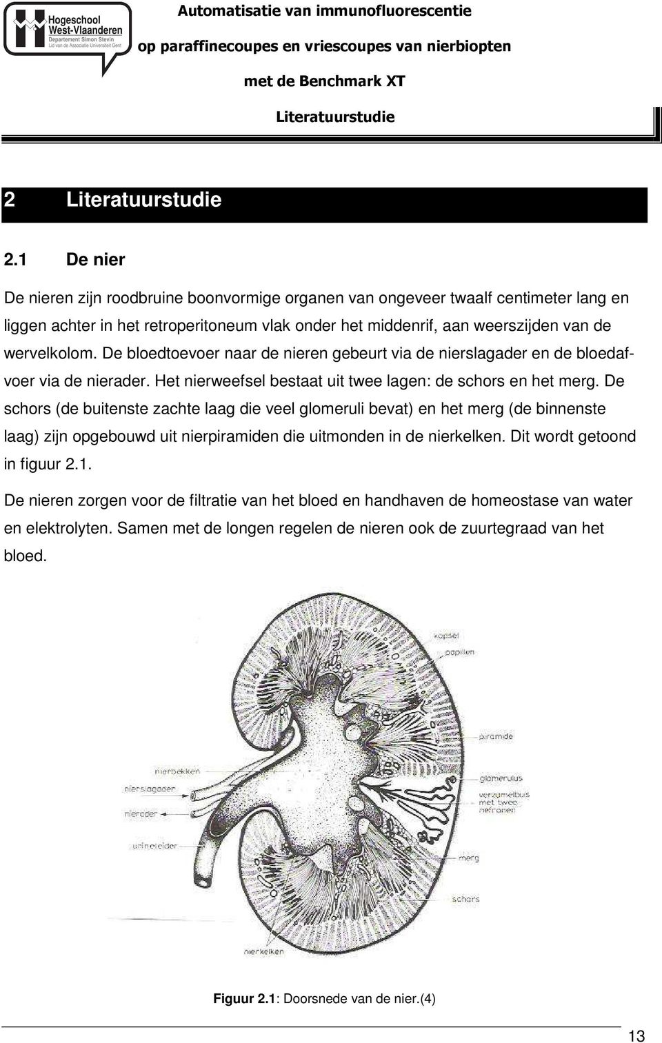 De bloedtoevoer naar de nieren gebeurt via de nierslagader en de bloedafvoer via de nierader. Het nierweefsel bestaat uit twee lagen: de schors en het merg.