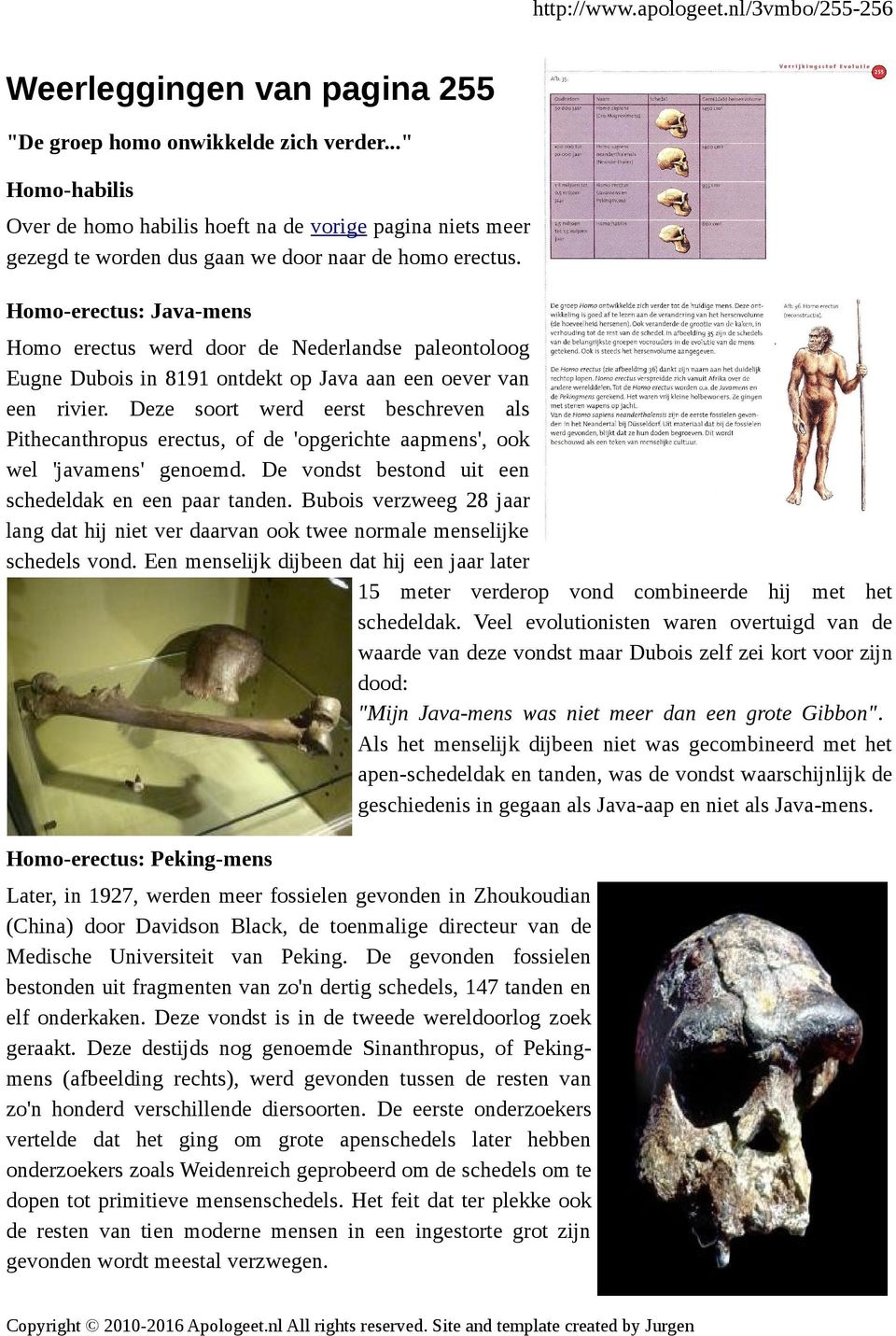 Deze soort werd eerst beschreven als Pithecanthropus erectus, of de 'opgerichte aapmens', ook wel 'javamens' genoemd. De vondst bestond uit een schedeldak en een paar tanden.