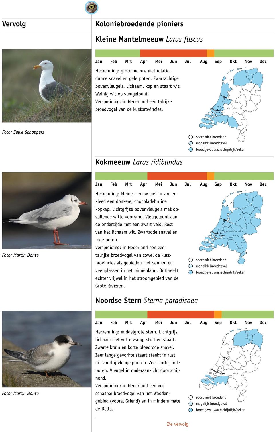 Lichtgrijze bovenvleugels met opvallende witte voorrand. Vleugelpunt aan de onderzijde met een zwart veld. Rest van het lichaam wit. Zwartrode snavel en rode poten.