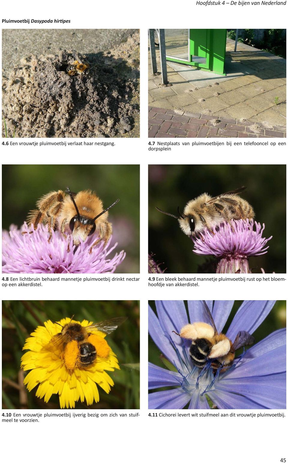 9 Een bleek behaard mannetje pluimvoetbij rust op het bloemhoofdje van akkerdistel. 4.