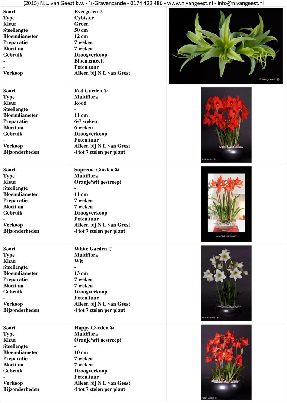 Bijzonderheden Supreme Garden Multiflora Oranje/wit gestreept 11 cm 4 tot 7 stelen per plant Bijzonderheden White