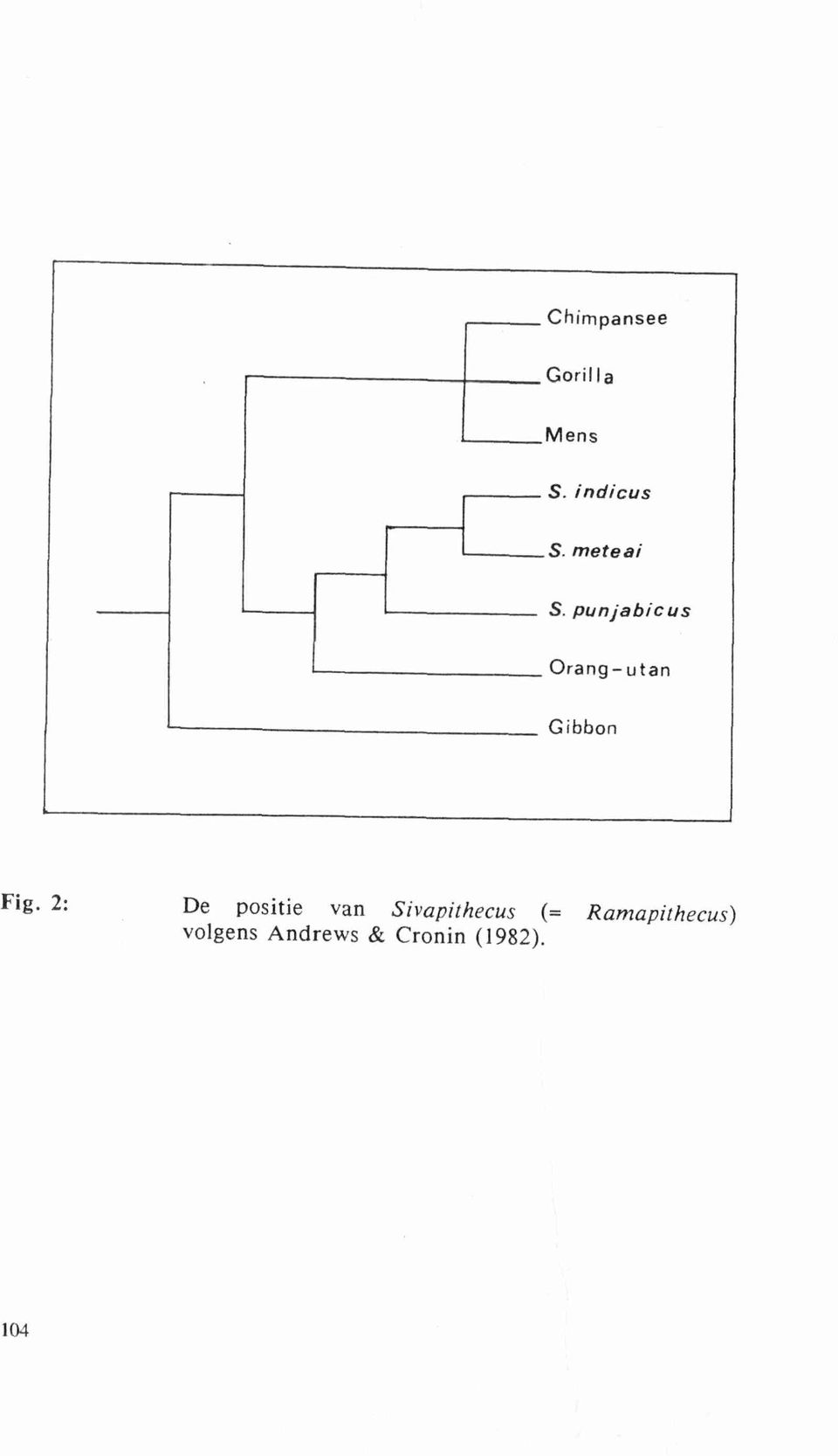 punjabicus Orang-utan Gibbon Fig.