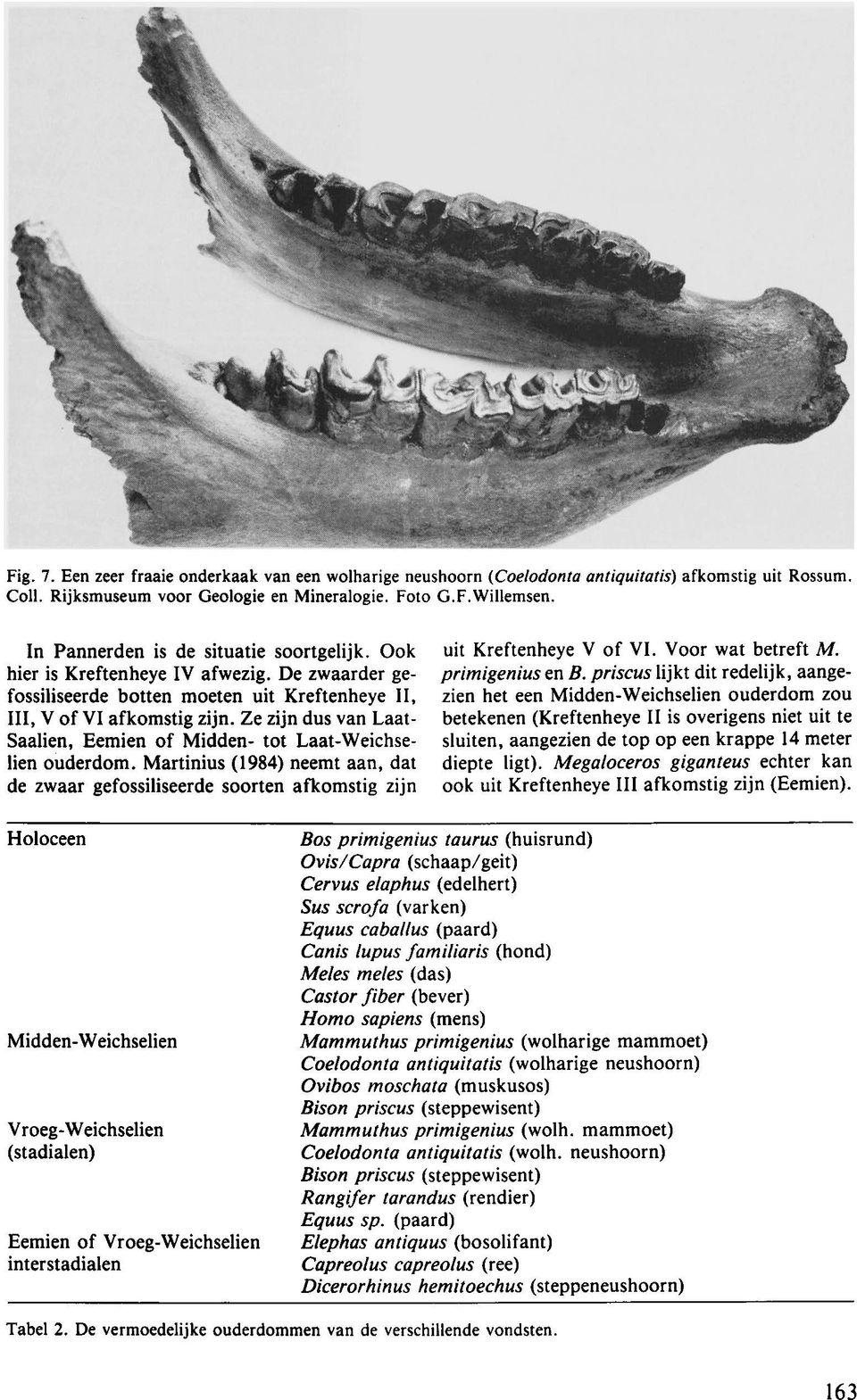 Ze zijn dus van Laat- Saalien, Eemien of Midden- tot Laat-Weichselien ouderdom. Martinius (1984) neemt aan, dat de zwaar gefossiliseerde soorten afkomstig zijn uit Kreftenheye V of VI.