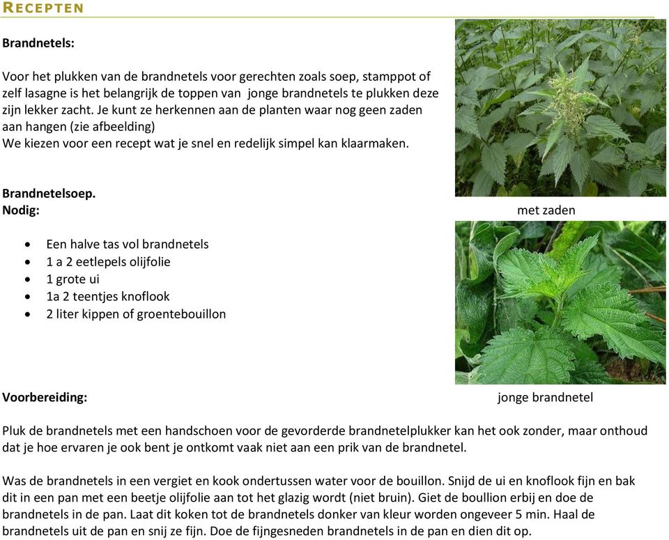 Nodig: met zaden Een halve tas vol brandnetels 1 a 2 eetlepels olijfolie 1 grote ui 1a 2 teentjes knoflook 2 liter kippen of groentebouillon Voorbereiding: jonge brandnetel Pluk de brandnetels met