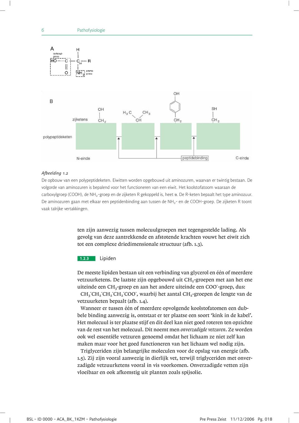 De R-keten bepaalt het type aminozuur. De aminozuren gaan met elkaar een peptidenbinding aan tussen de N 2 - en de OO-groep. De zijketen R toont vaak talrijke vertakkingen.