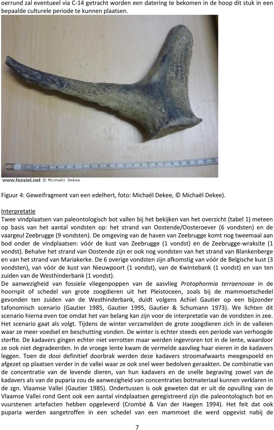 Interpretatie Twee vindplaatsen van paleontologisch bot vallen bij het bekijken van het overzicht (tabel 1) meteen op basis van het aantal vondsten op: het strand van Oostende/ (6 vondsten) en de