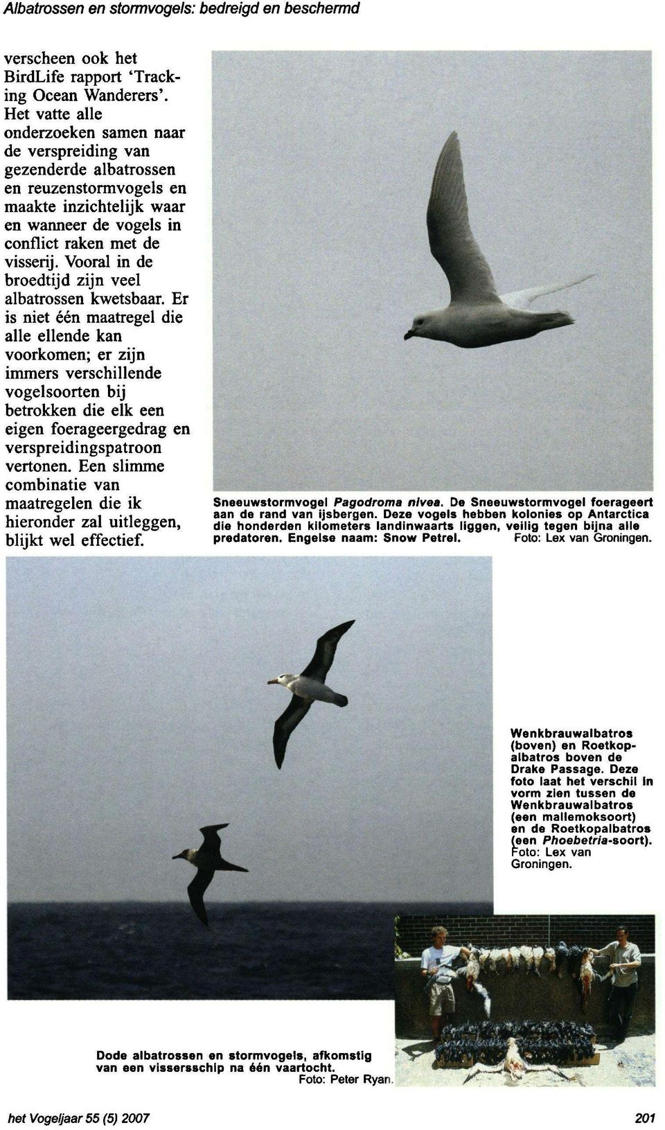 Vooral in de broedtijd zijn veel albatrossen kwetsbaar.