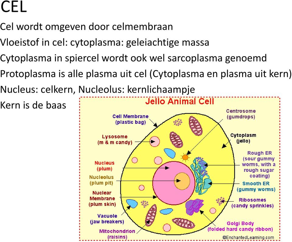 sarcoplasma genoemd Protoplasma is alle plasma uit cel(cytoplasma