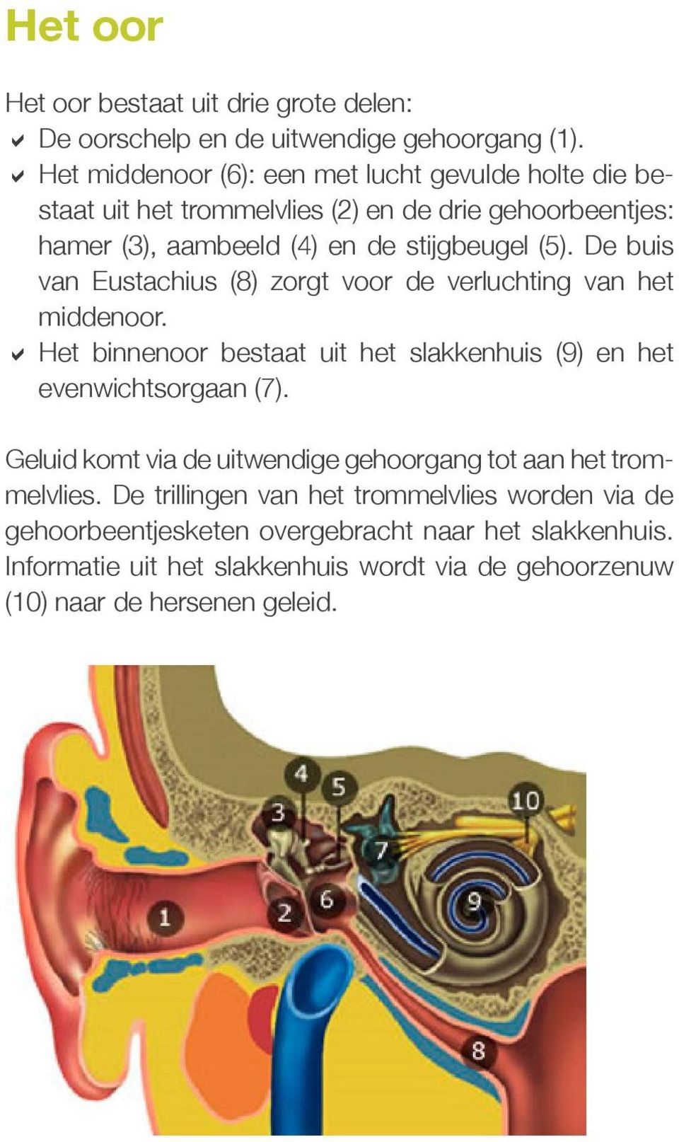 De buis van Eustachius (8) zorgt voor de verluchting van het middenoor. DDHet binnenoor bestaat uit het slakkenhuis (9) en het evenwichtsorgaan (7).
