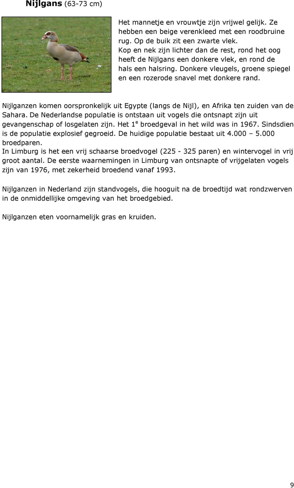 Nijlganzen komen oorspronkelijk uit Egypte (langs de Nijl), en Afrika ten zuiden van de Sahara. De Nederlandse populatie is ontstaan uit vogels die ontsnapt zijn uit gevangenschap of losgelaten zijn.