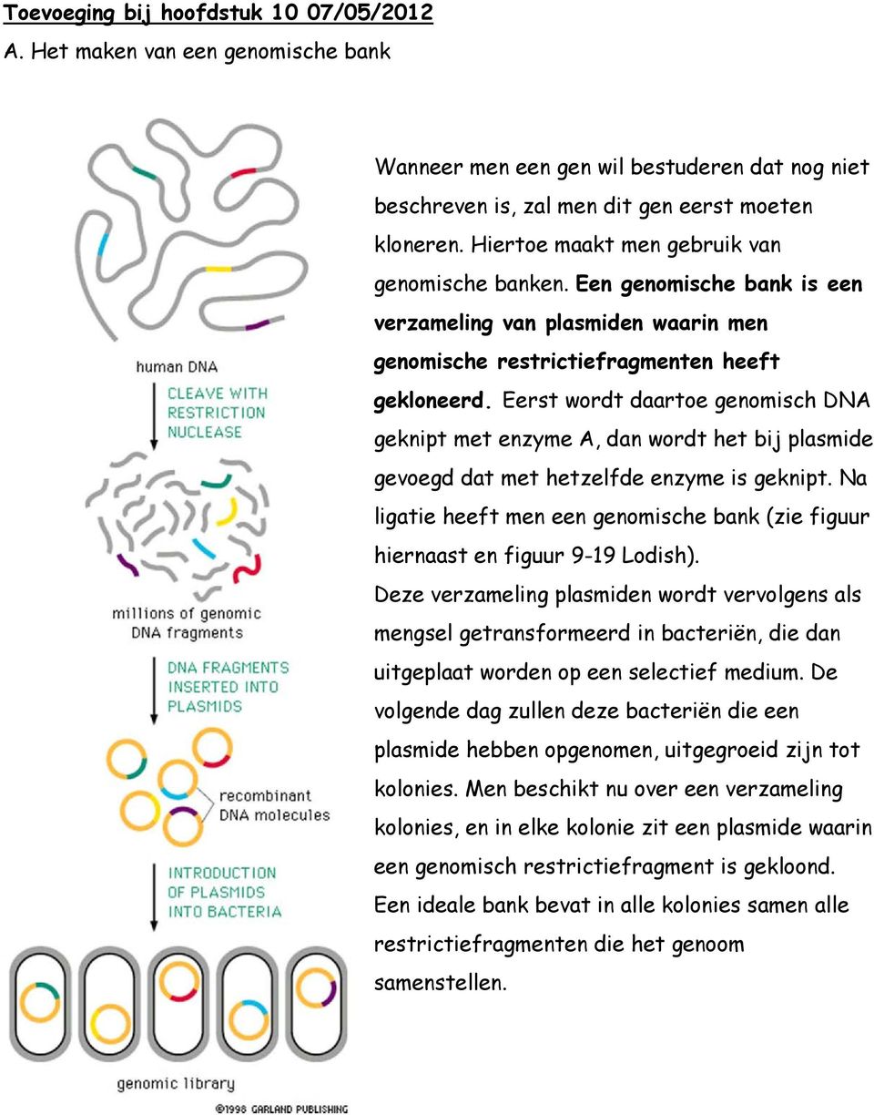 Eerst wordt daartoe genomisch DNA geknipt met enzyme A, dan wordt het bij plasmide gevoegd dat met hetzelfde enzyme is geknipt.