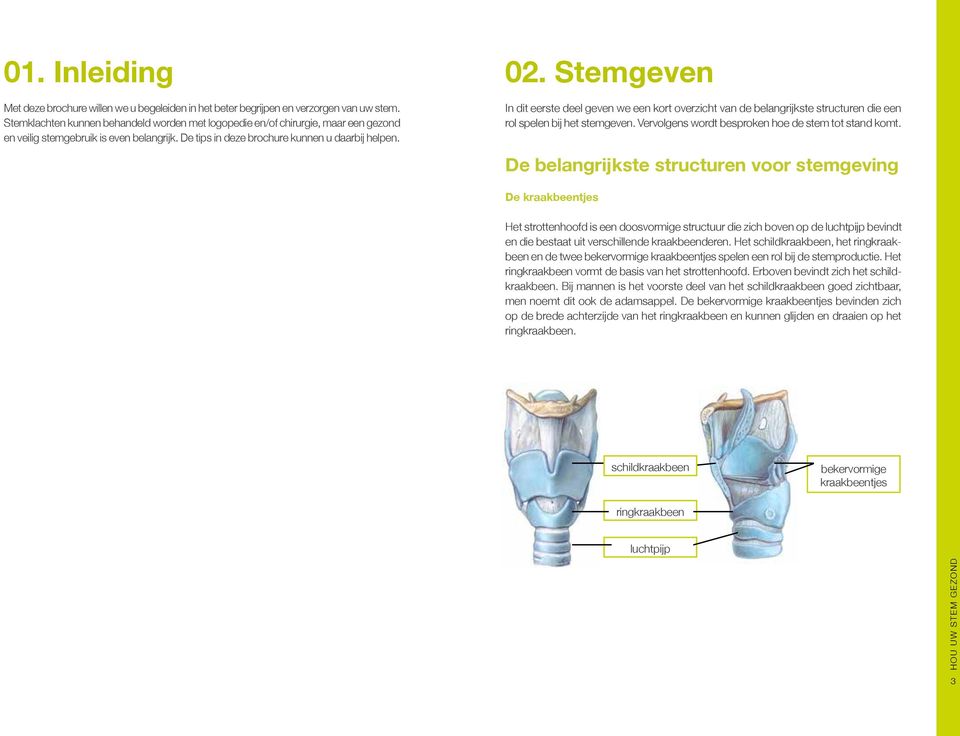 Stemgeven In dit eerste deel geven we een kort overzicht van de belangrijkste structuren die een rol spelen bij het stemgeven. Vervolgens wordt besproken hoe de stem tot stand komt.