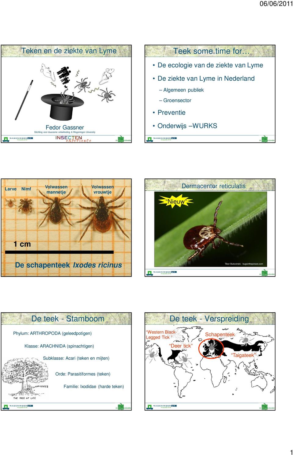 De schapenteek Ixodes ricinus Tibor Bukovinski: bugsinthepicture.