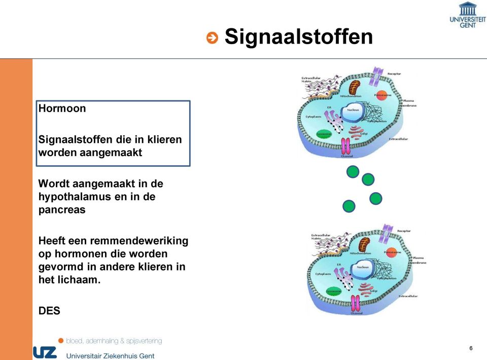 en in de pancreas Heeft een remmendeweriking op