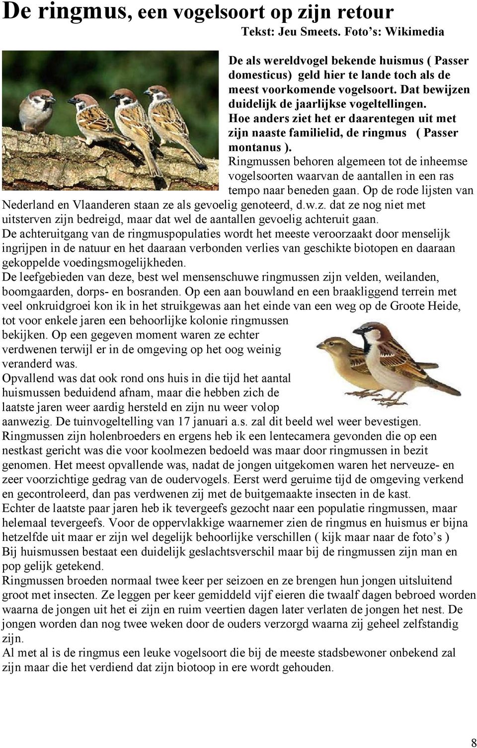 Ringmussen behoren algemeen tot de inheemse vogelsoorten waarvan de aantallen in een ras tempo naar beneden gaan. Op de rode lijsten van Nederland en Vlaanderen staan ze