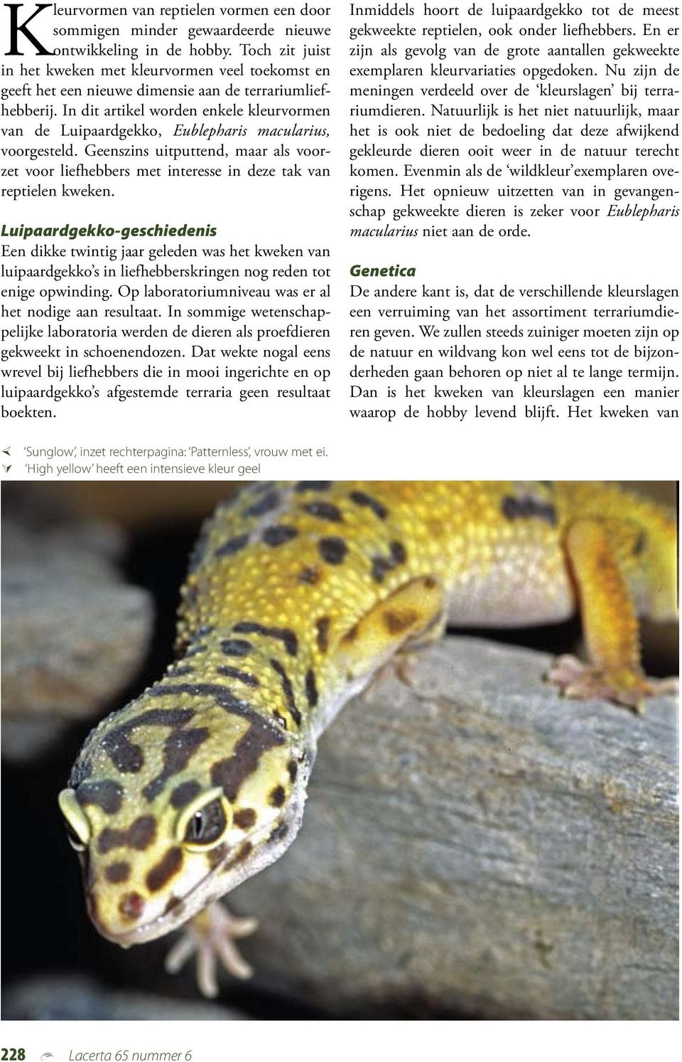 In dit artikel worden enkele kleurvormen van de Luipaardgekko, Eublepharis macularius, voorgesteld.