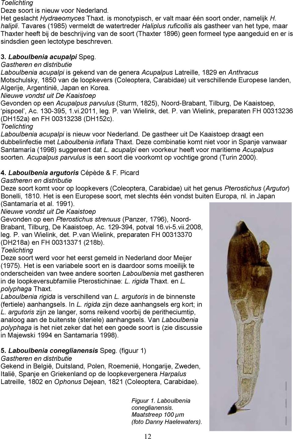 geen lectotype beschreven. 3. Laboulbenia acupalpi Speg.