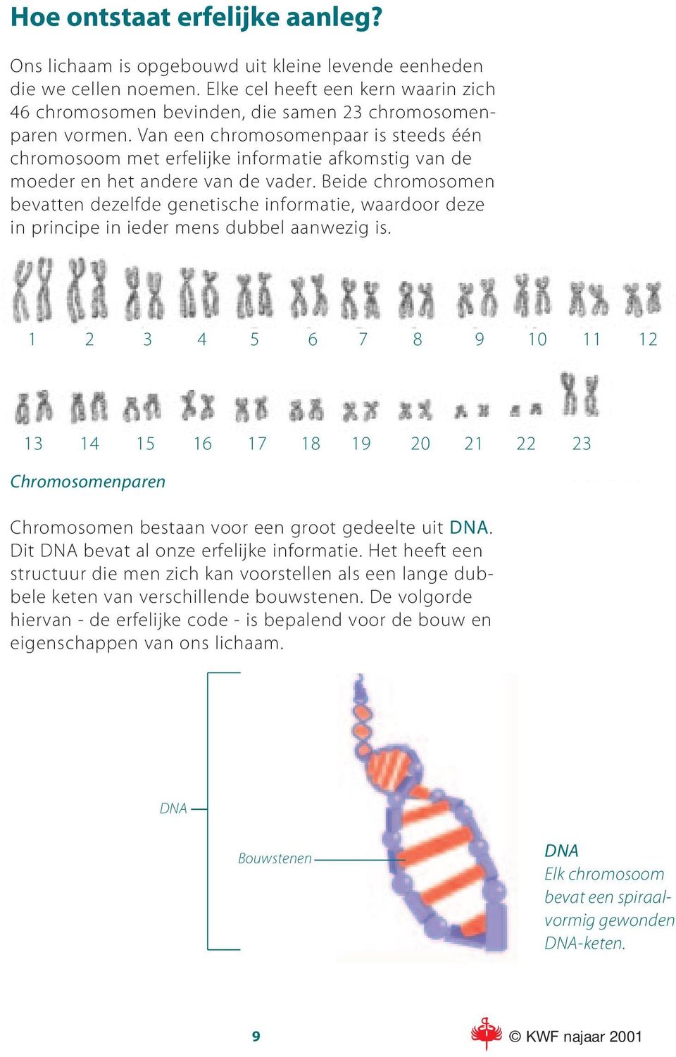 Van een chromosomenpaar is steeds één chromosoom met erfelijke informatie afkomstig van de moeder en het andere van de vader.