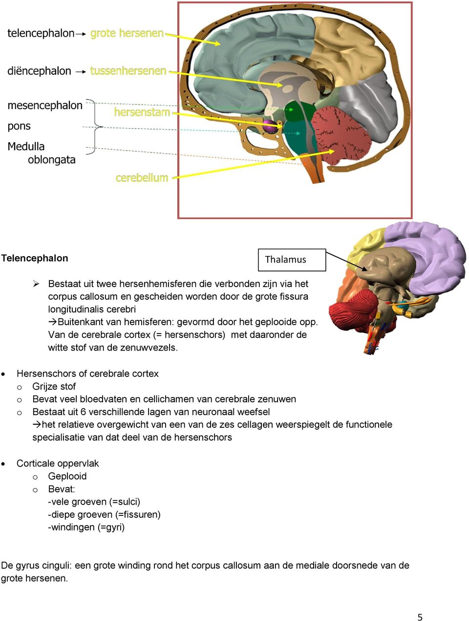 Hersenschors of cerebrale cortex o Grijze stof o Bevat veel bloedvaten en cellichamen van cerebrale zenuwen o Bestaat uit 6 verschillende lagen van neuronaal weefsel het relatieve overgewicht van een