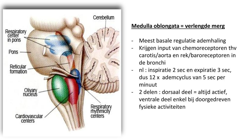 inspiratie 2 sec en expiratie 3 sec, dus 12 x ademcyclus van 5 sec per minuut - 2