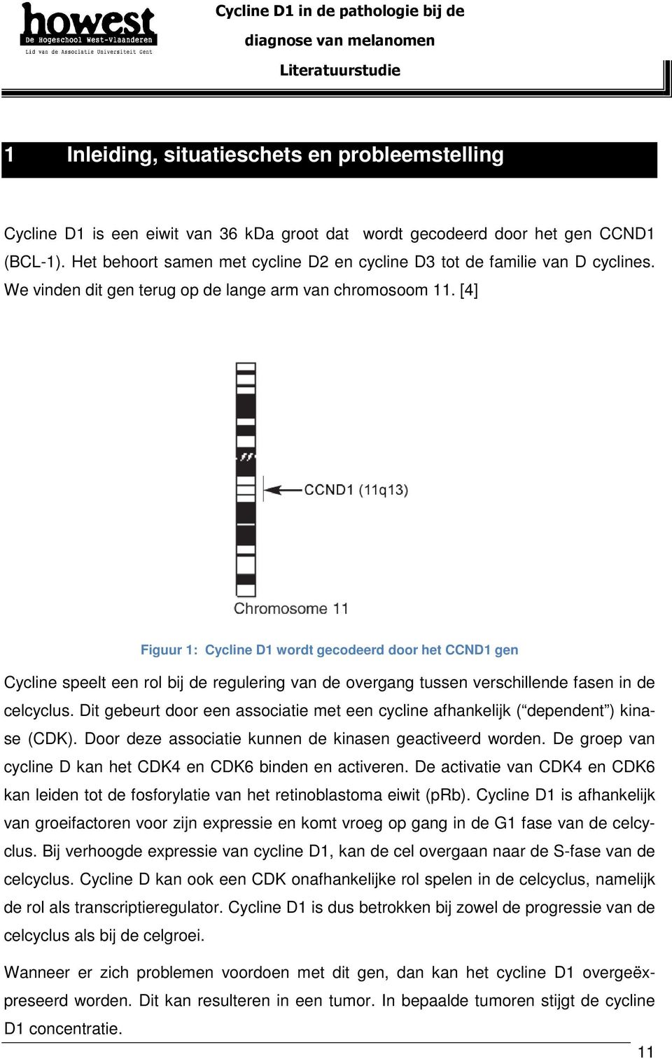 [4] Figuur 1: Cycline D1 wordt gecodeerd door het CCND1 gen Cycline speelt een rol bij de regulering van de overgang tussen verschillende fasen in de celcyclus.