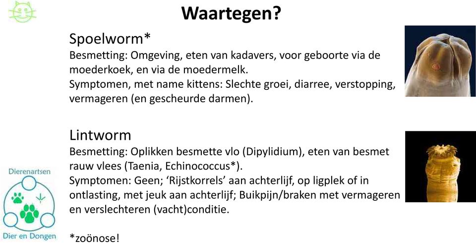 Symptomen, met name kittens: Slechte groei, diarree, verstopping, vermageren (en gescheurde darmen).