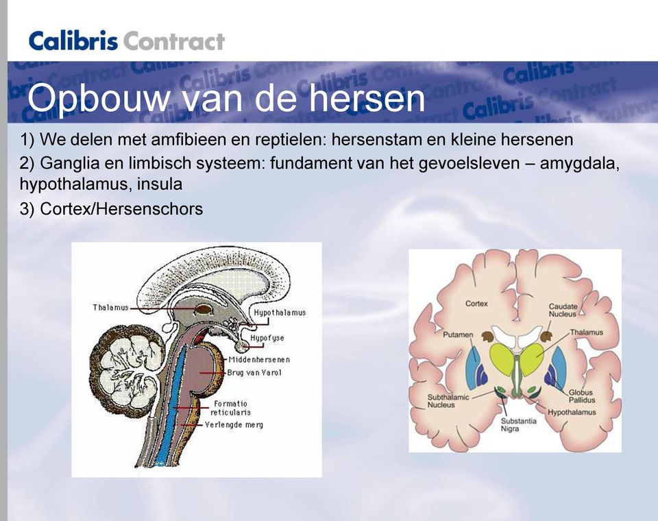 en limbisch systeem: fundament van het gevoelsleven