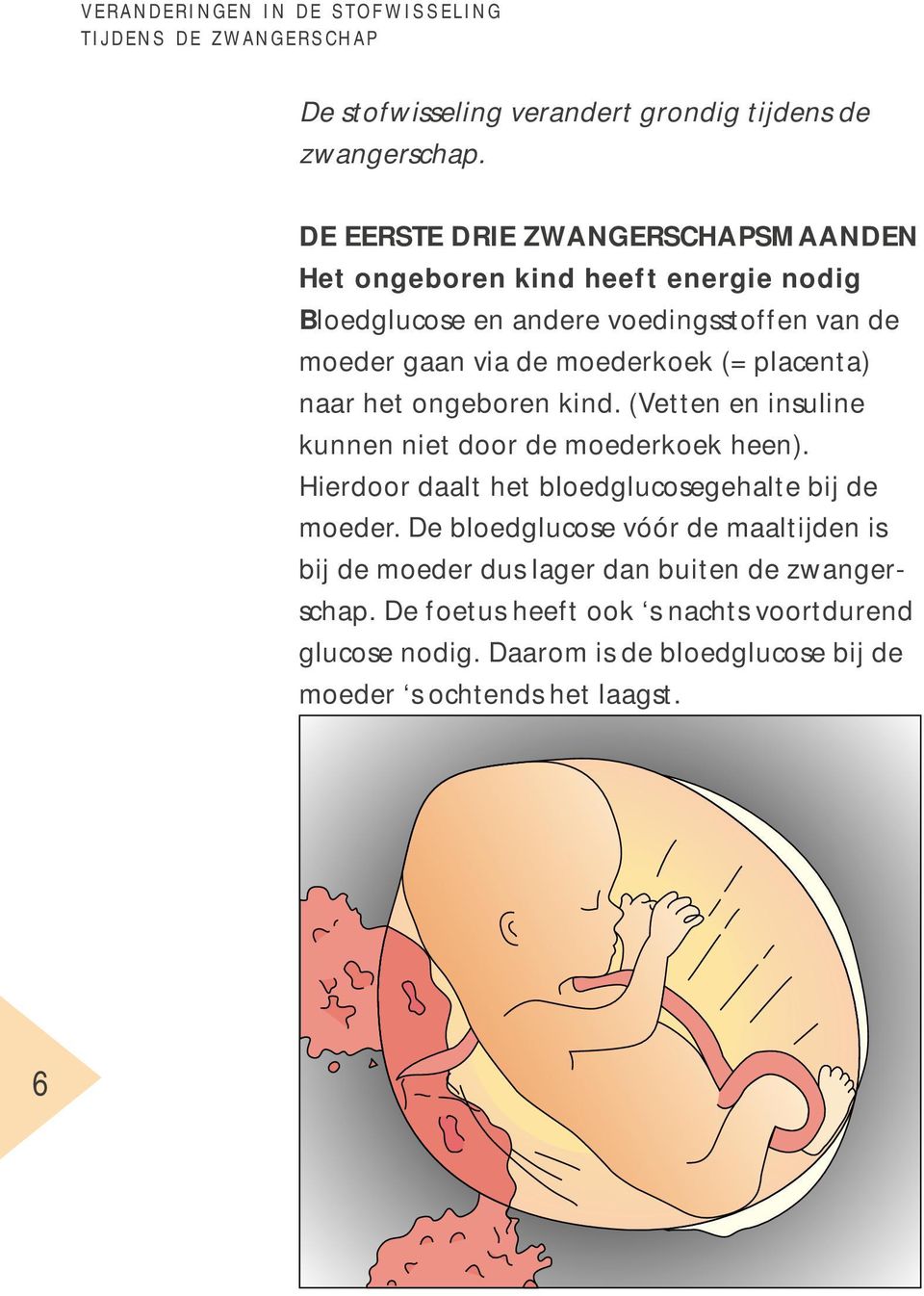 placenta) naar het ongeboren kind. (Vetten en insuline kunnen niet door de moederkoek heen). Hierdoor daalt het bloedglucosegehalte bij de moeder.