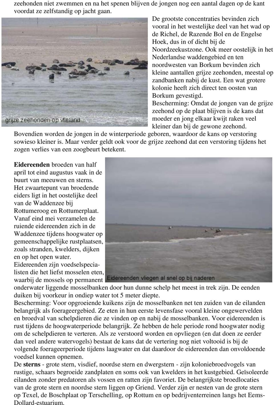 Ook meer oostelijk in het Nederlandse waddengebied en ten noordwesten van Borkum bevinden zich kleine aantallen grijze zeehonden, meestal op zandbanken nabij de kust.