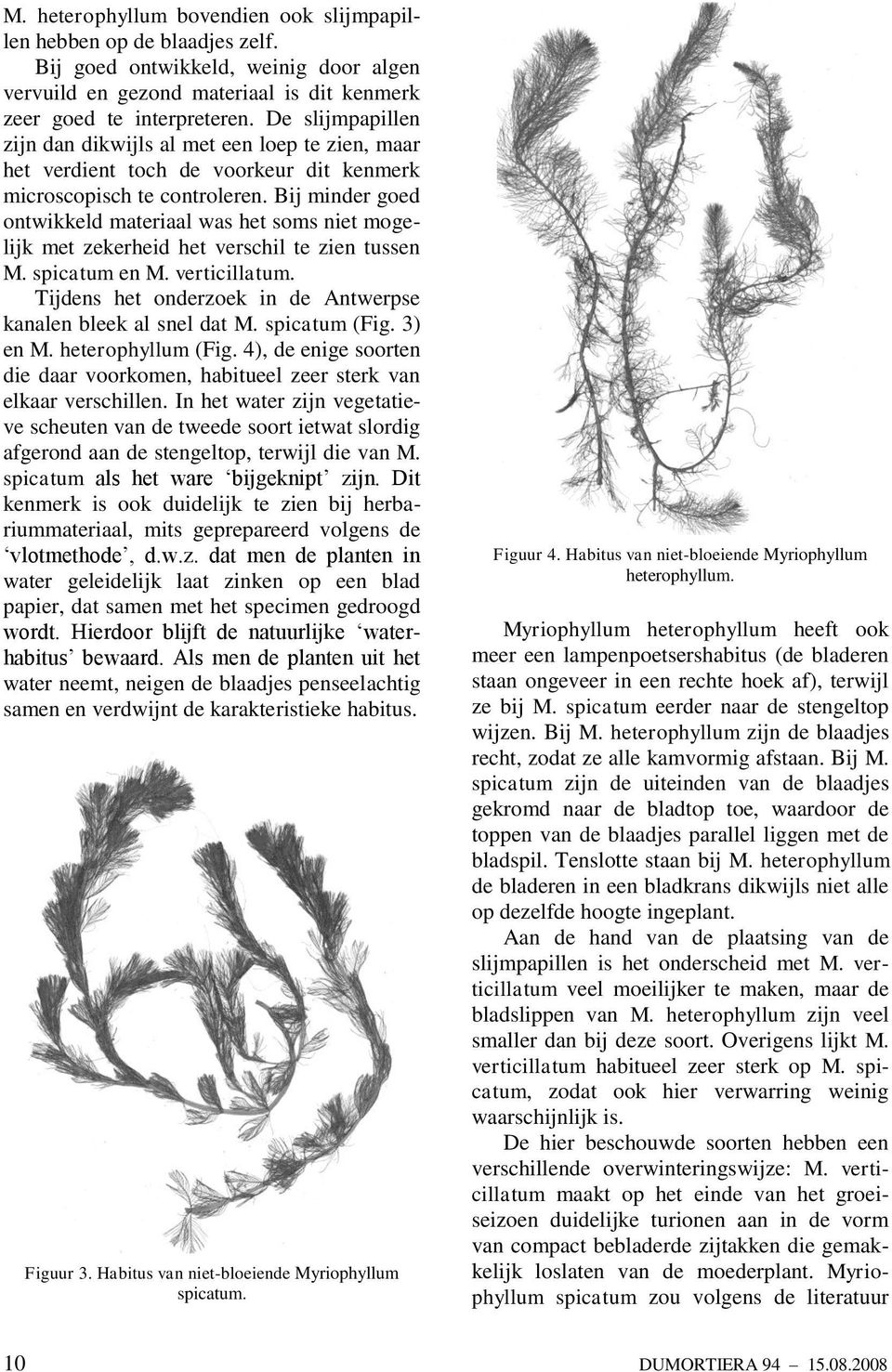 Bij minder goed ontwikkeld materiaal was het soms niet mogelijk met zekerheid het verschil te zien tussen M. spicatum en M. verticillatum.