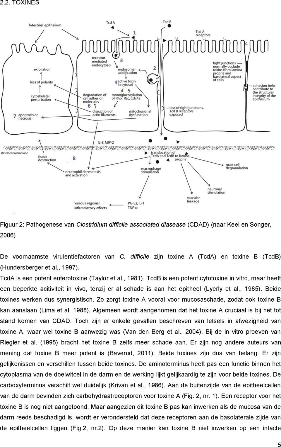 TcdB is een potent cytotoxine in vitro, maar heeft een beperkte acitiviteit in vivo, tenzij er al schade is aan het epitheel (Lyerly et al., 1985). Beide toxines werken dus synergistisch.