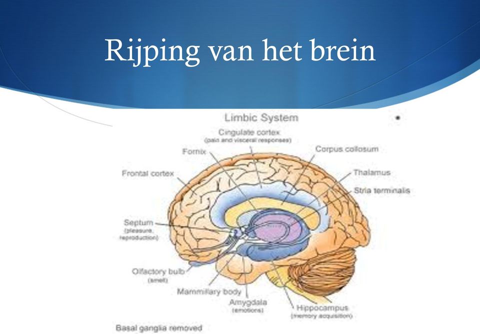 brein