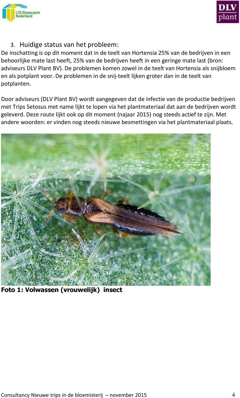 De problemen in de snij-teelt lijken groter dan in de teelt van potplanten.