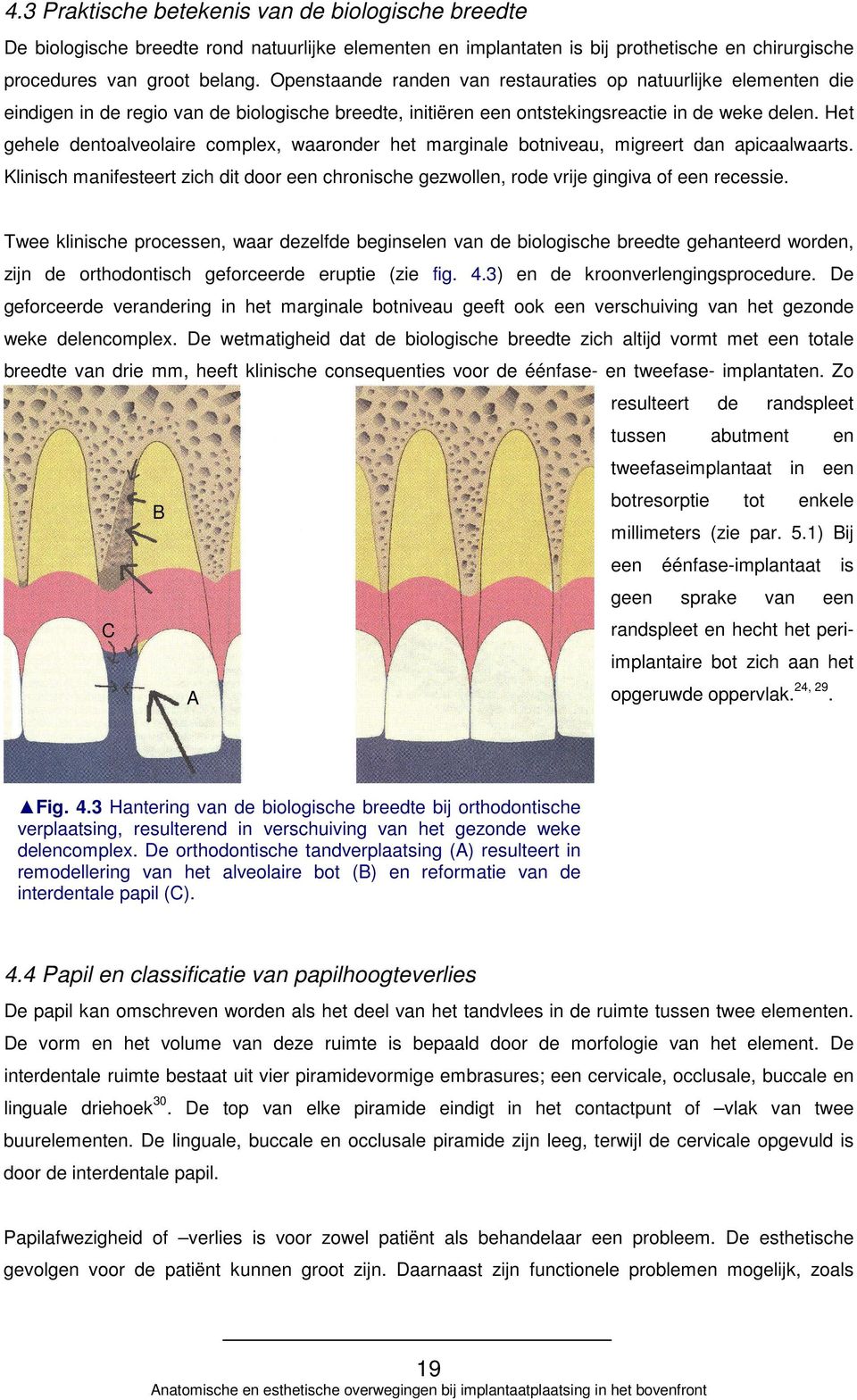 Het gehele dentoalveolaire complex, waaronder het marginale botniveau, migreert dan apicaalwaarts. Klinisch manifesteert zich dit door een chronische gezwollen, rode vrije gingiva of een recessie.