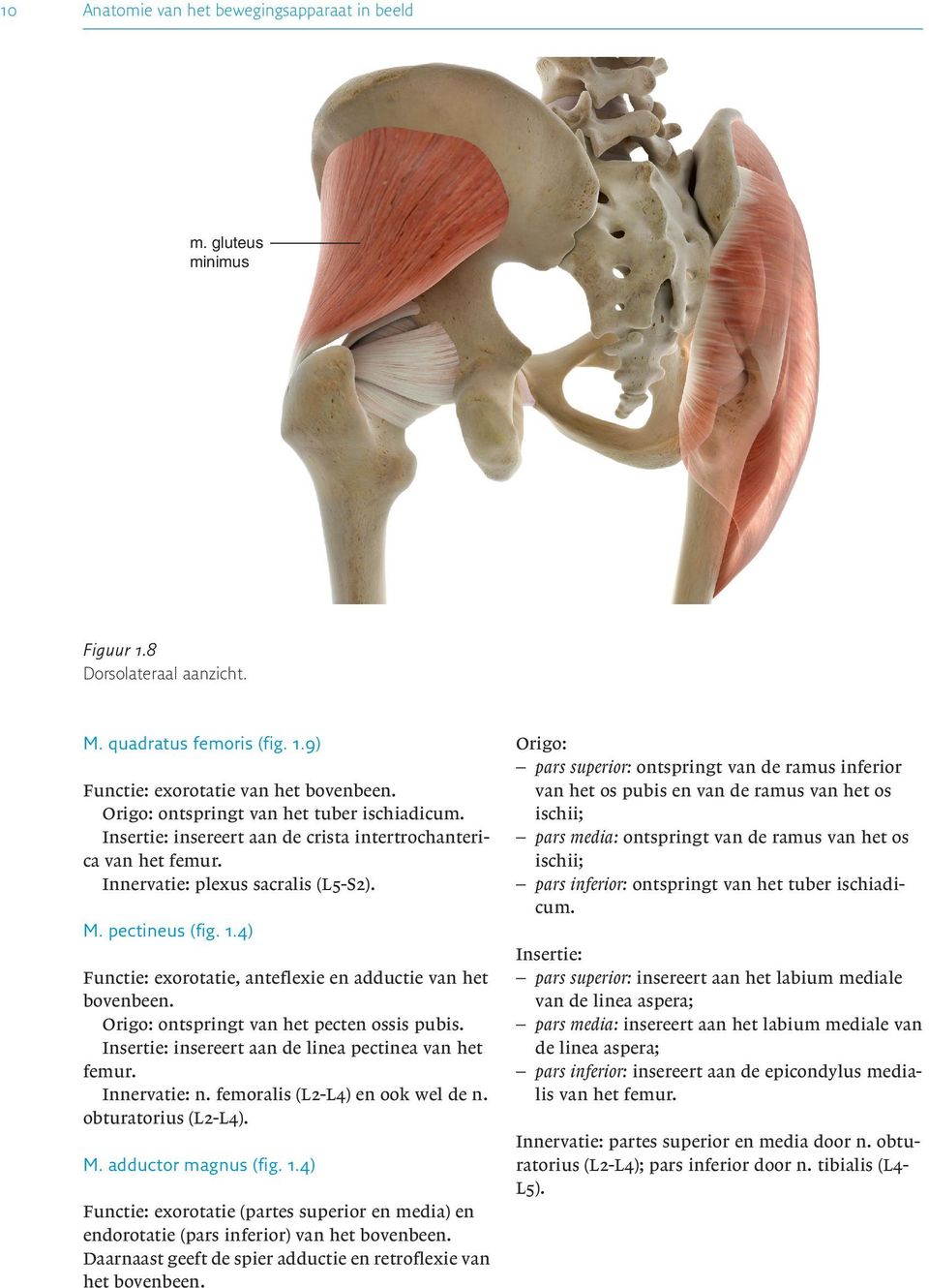4) Functie: exorotatie, anteflexie en adductie van het Origo: ontspringt van het pecten ossis pubis. Insertie: insereert aan de linea pectinea van het femur. Innervatie: n.