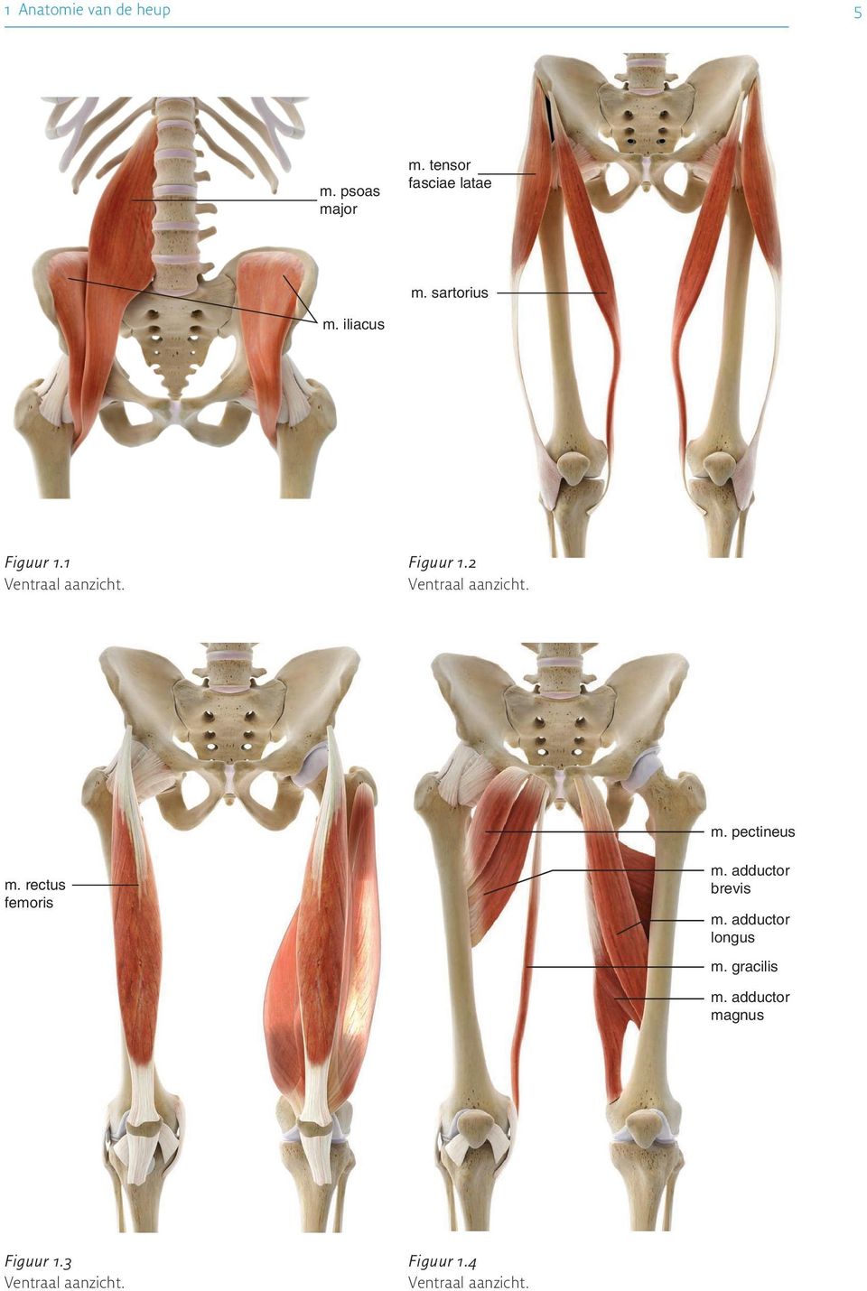 m. pectineus m. rectus femoris m. adductor brevis m. adductor longus m.