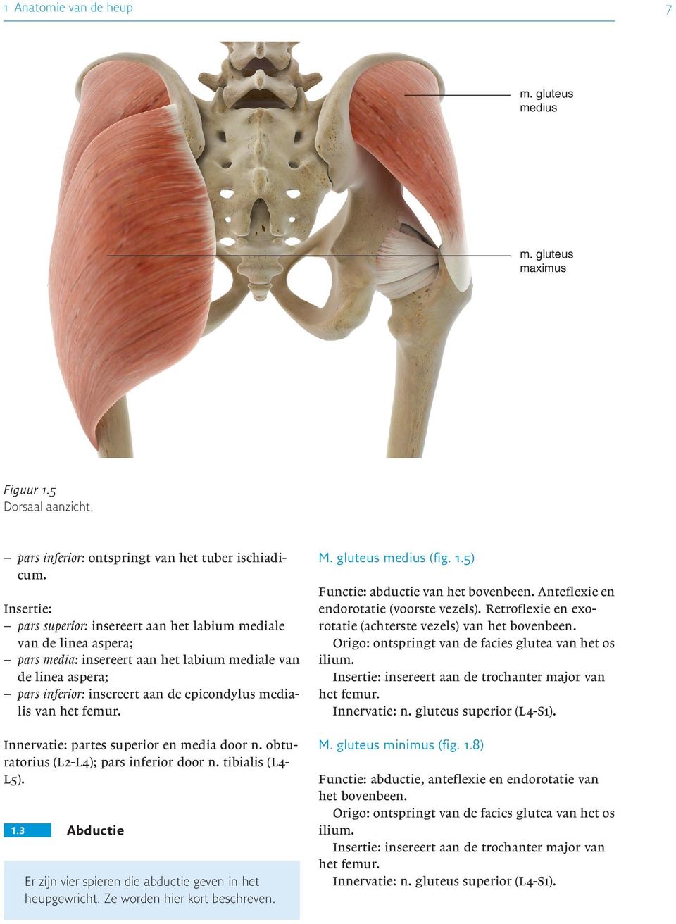 van Innervatie: partes superior en media door n. obturatorius (L2-L4); pars inferior door n. tibialis (L4- L5). j 1.3 Abductie Er zijn vier spieren die abductie geven in het heupgewricht.