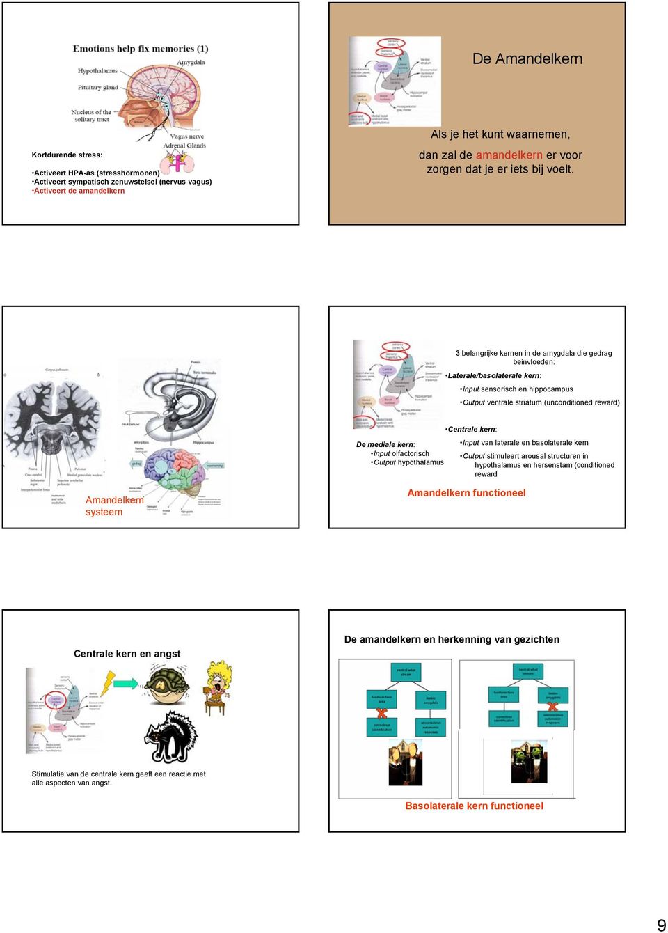 3 belangrijke kernen in de amygdala die gedrag beinvloeden: Laterale/basolaterale kern: Input sensorisch en hippocampus Output ventrale striatum (unconditioned reward) De mediale kern: Input